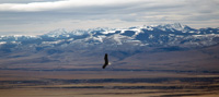 Eagle Soaring Over the Valley