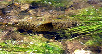 Rainbow Trout